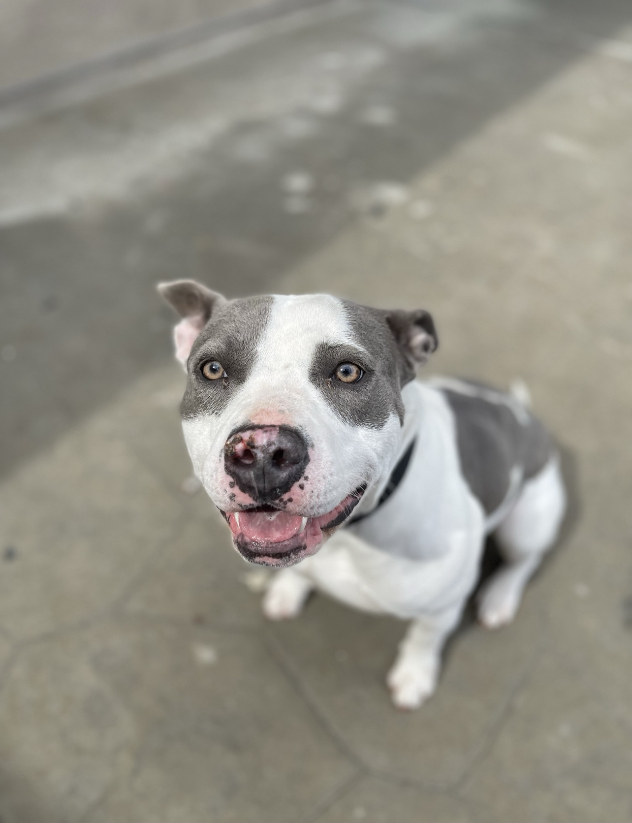 Enlarge Winter, a Adoptable mixed breed in Santa Monica, CA image 2/4