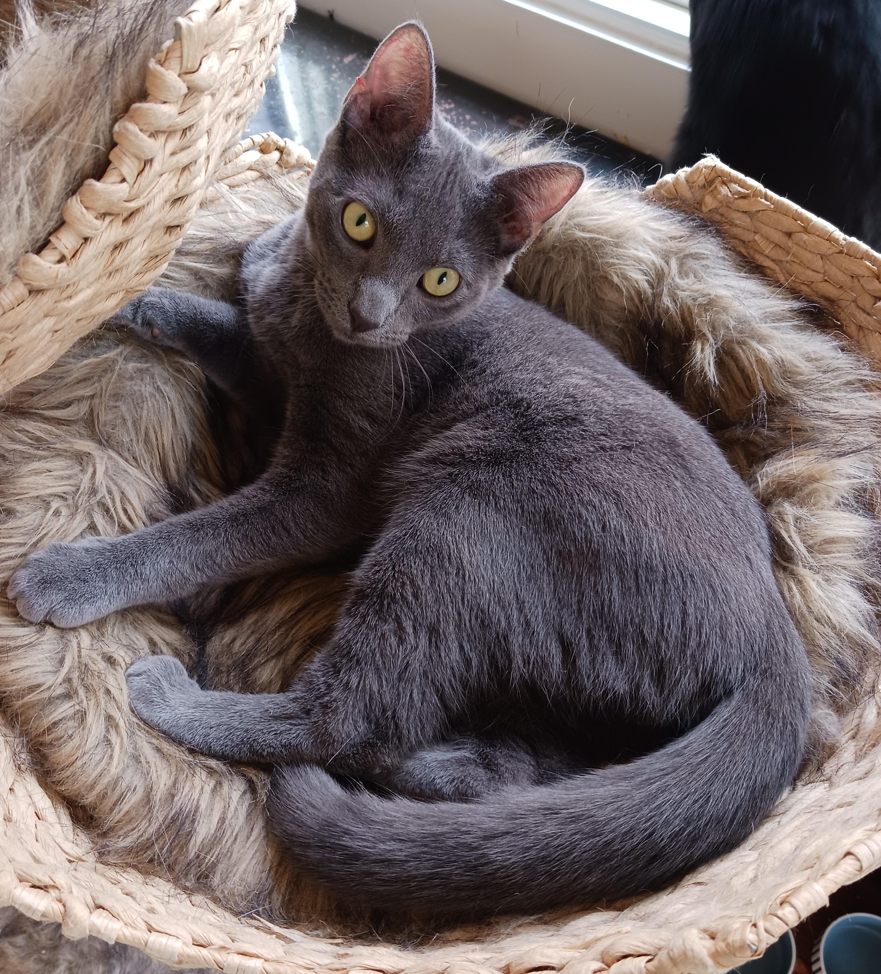 Boston & Vegas B. - The Dream Team