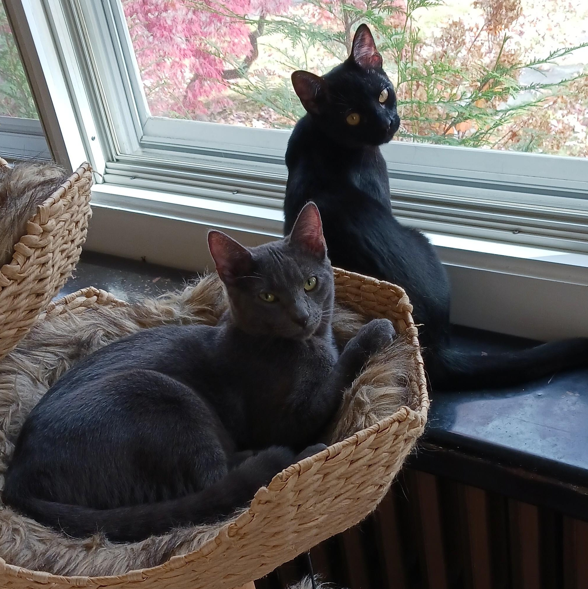 Boston & Vegas B. - The Dream Team