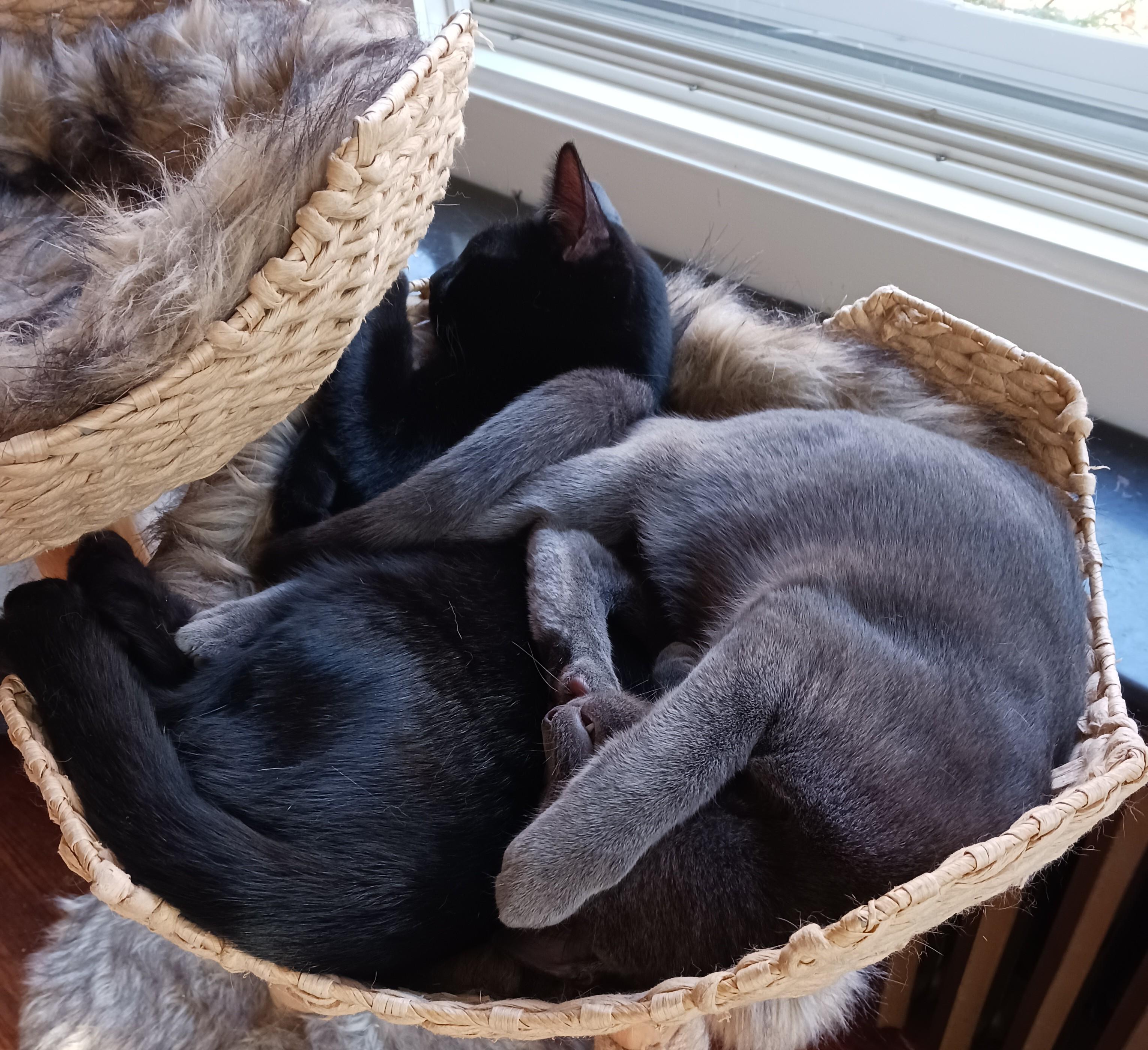 Boston & Vegas B. - The Dream Team