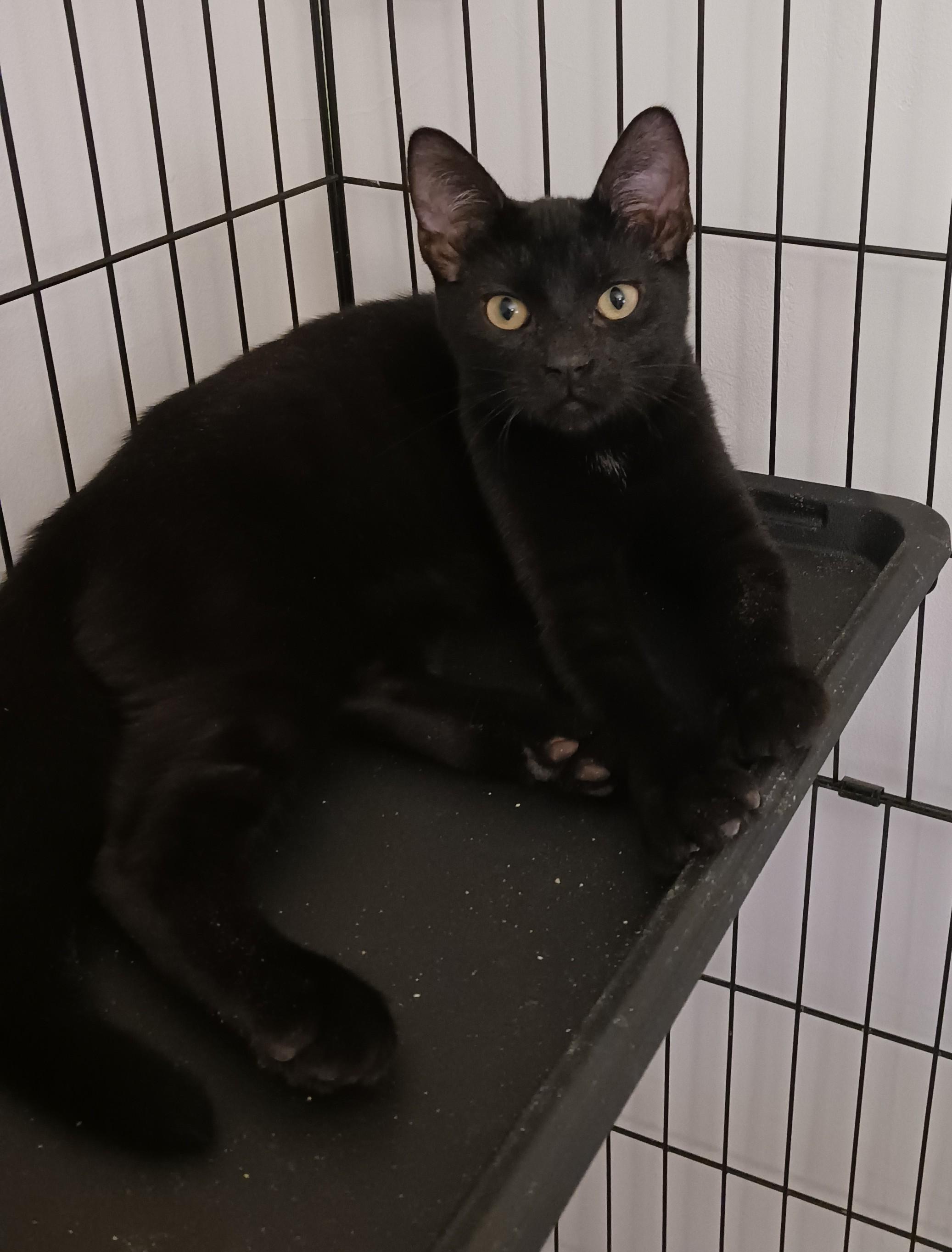 Boston & Vegas B. - The Dream Team