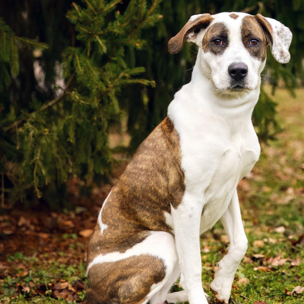 Lottie, Adoptable, Adult Female Pit Bull Terrier & Hound.