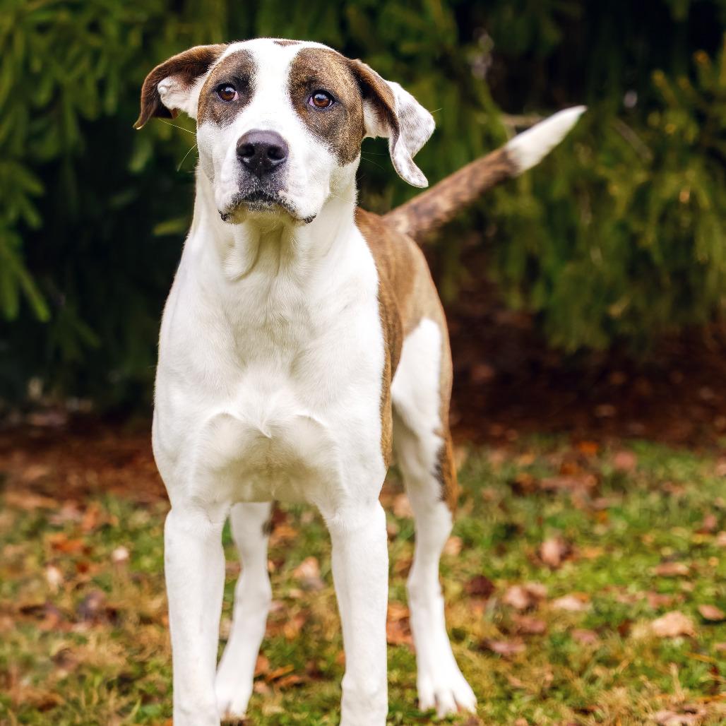Lottie, a Adoptable mixed breed in Versailles, KY image 2/3