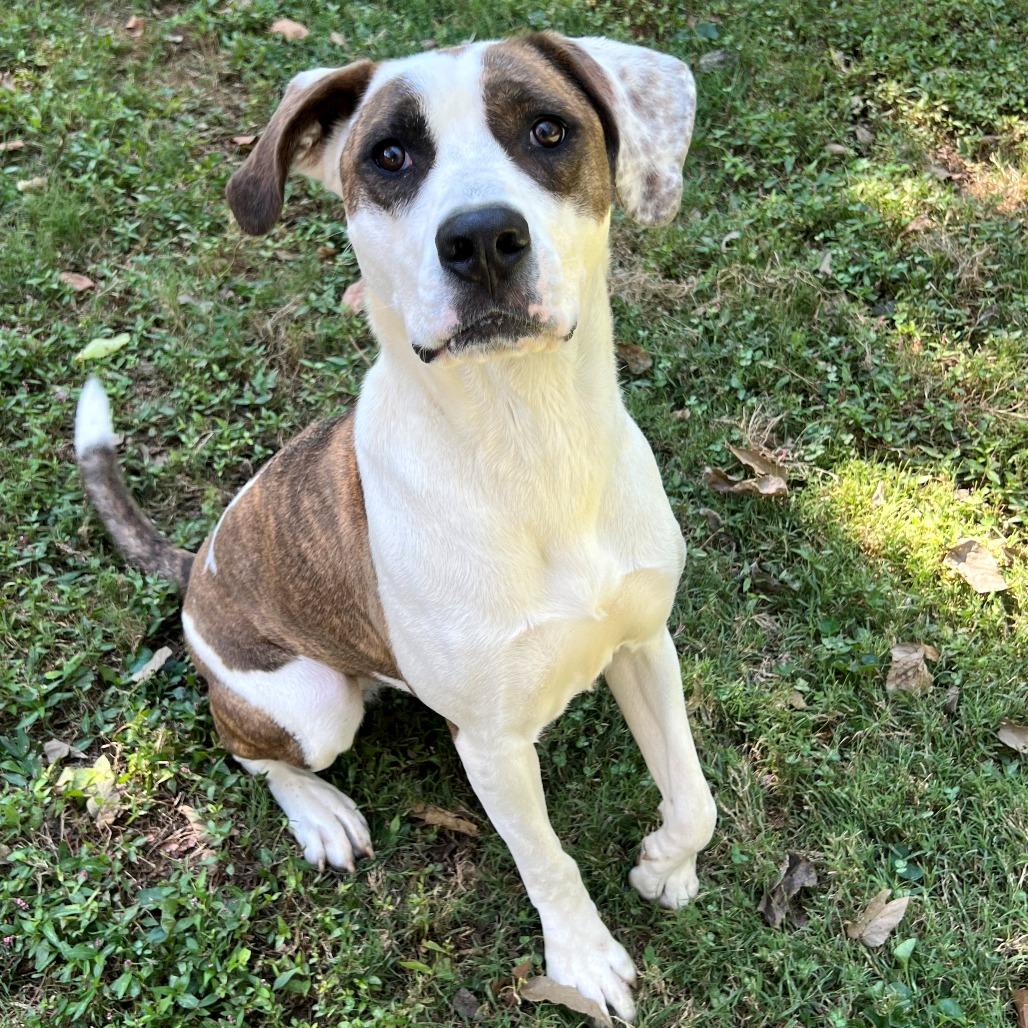 Enlarge Lottie, a Adoptable mixed breed in Versailles, KY image 3/4