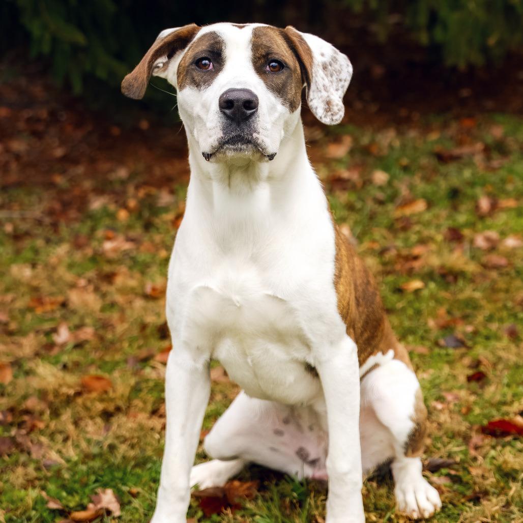 Lottie, a Adoptable mixed breed in Versailles, KY image 3/3