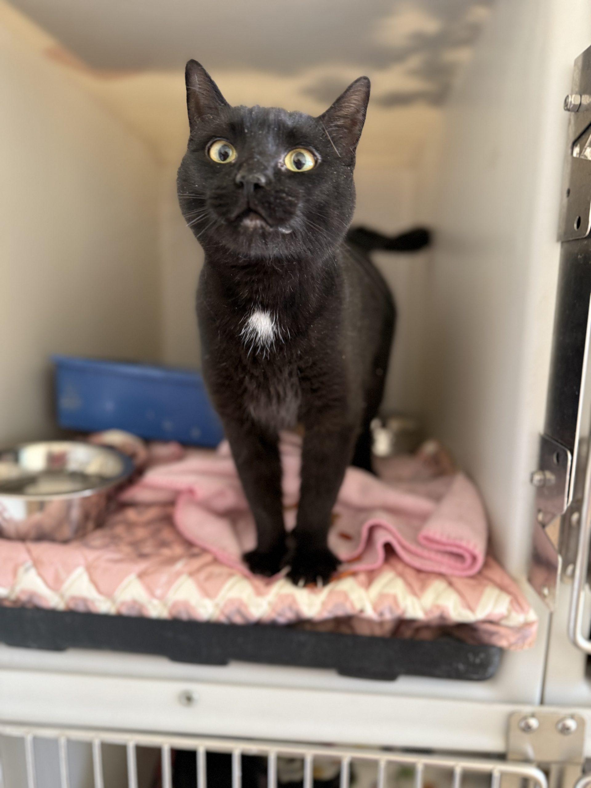 Enlarge Goonie, a Adoptable Domestic Short Hair in Dillon, MT image 1/1
