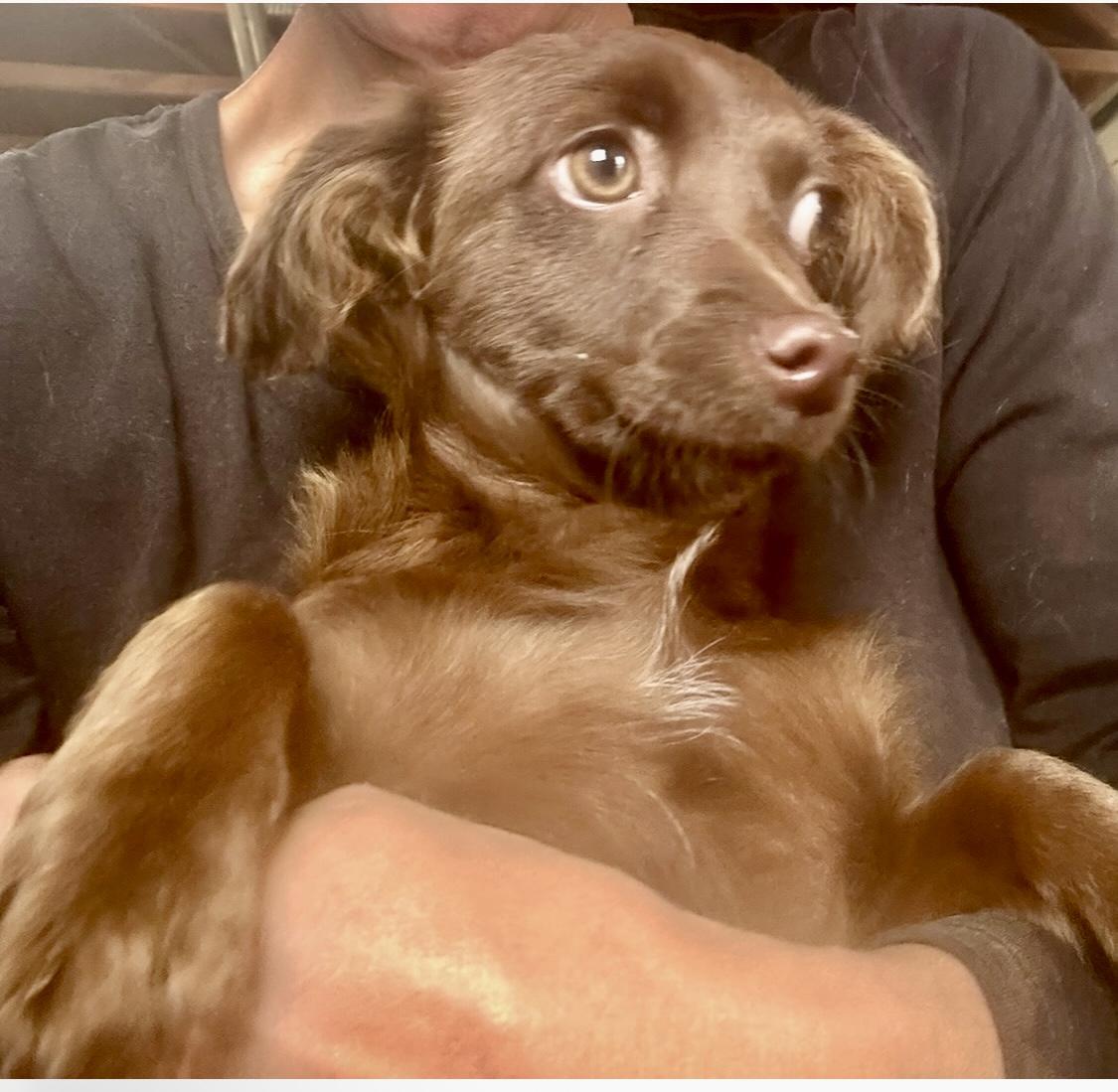 Mila, Baby Female Dachshund (Long Haired)