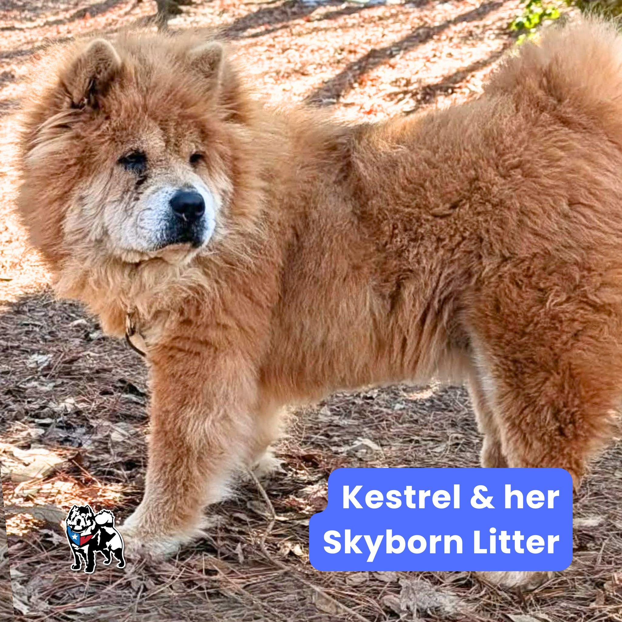 Kestrel, Adoptable, Adult Female Chow Chow.