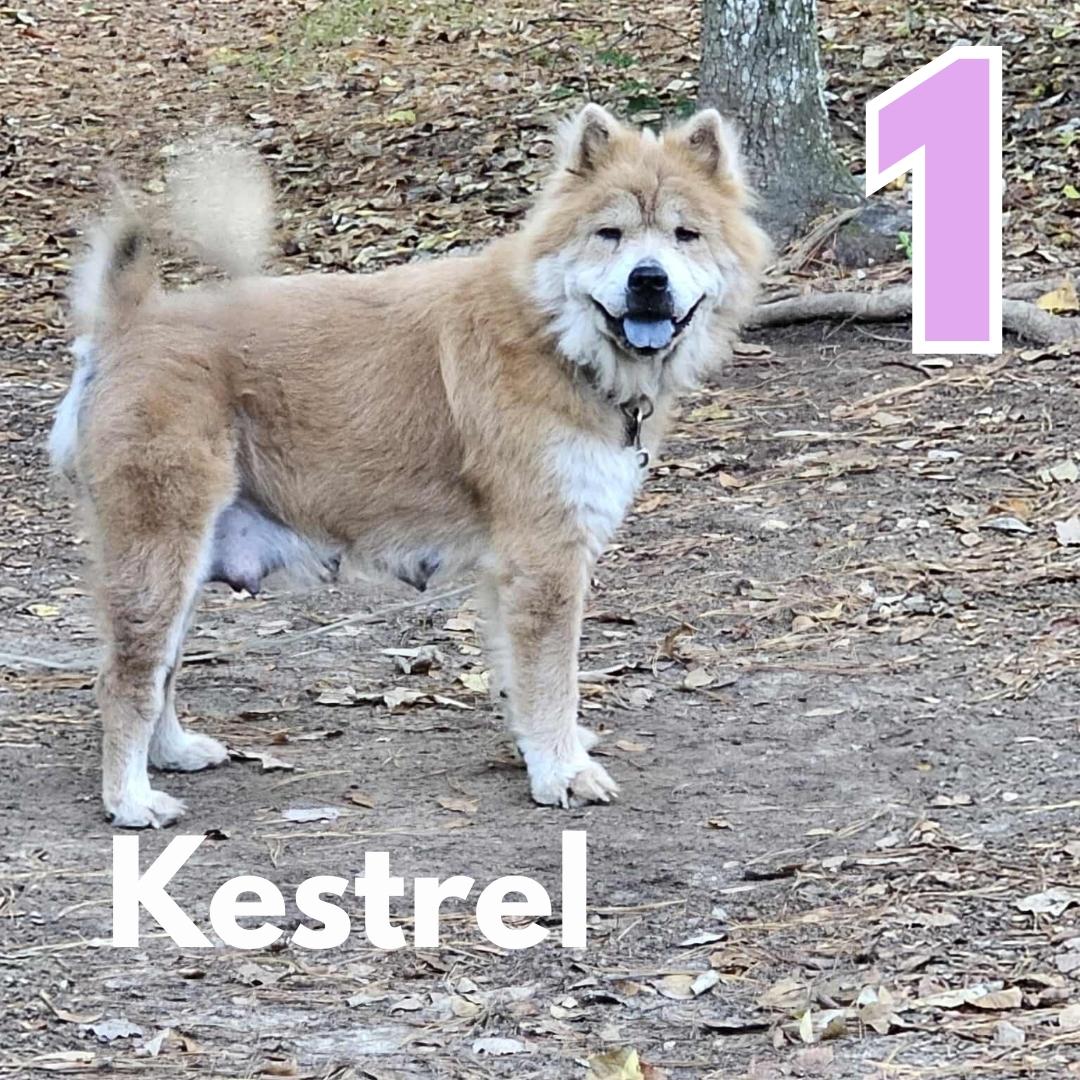 Kestrel