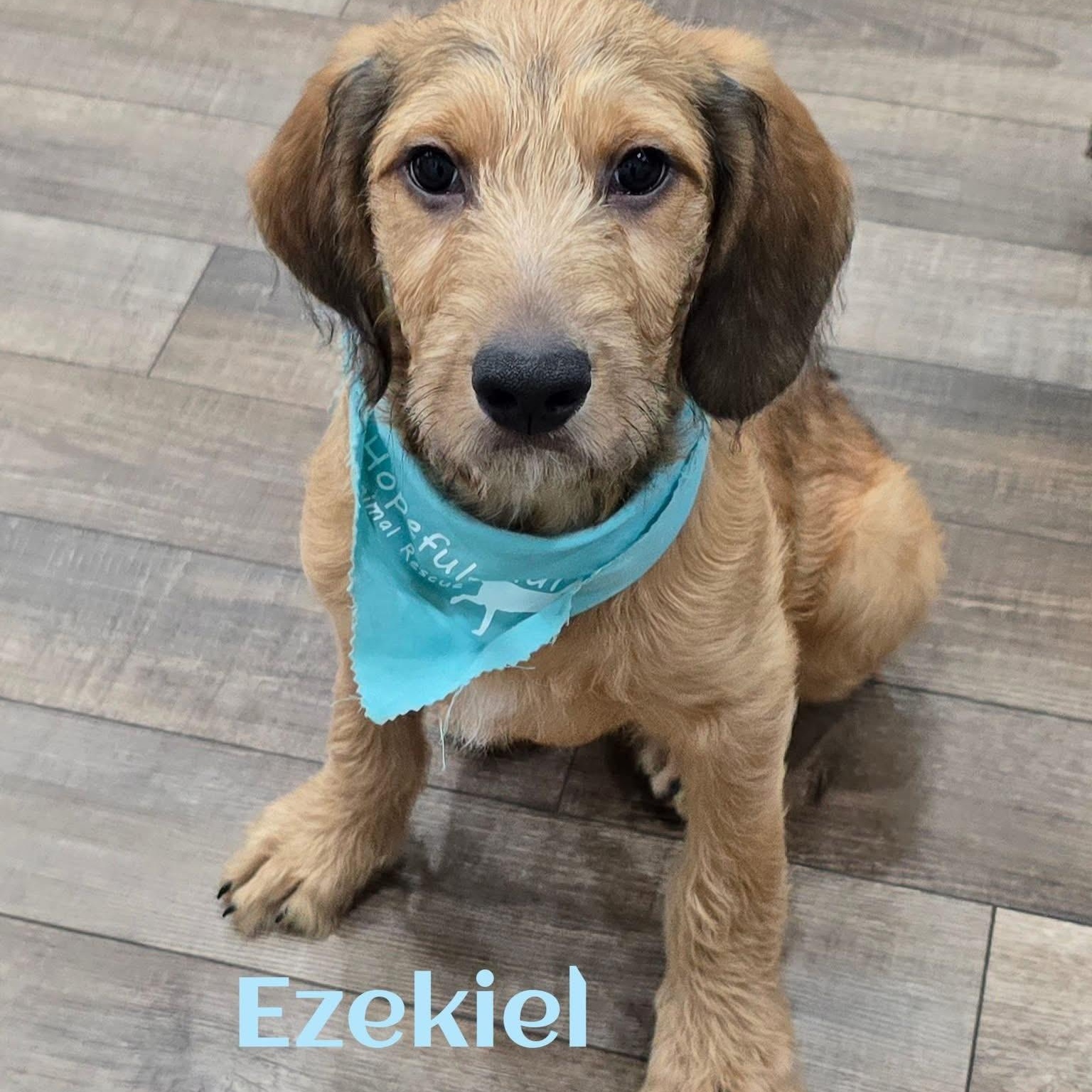 Ezekiel, ADOPTABLE, Puppy Male Mixed Breed.