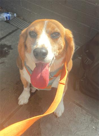 Frank, a Adoptable Beagle in West Decatur, PA image 6/6