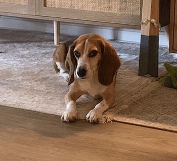 Frank, Adoptable, Adult Male Beagle.