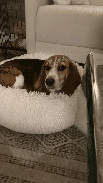 Frank, a Adoptable Beagle in West Decatur, PA image 5/6