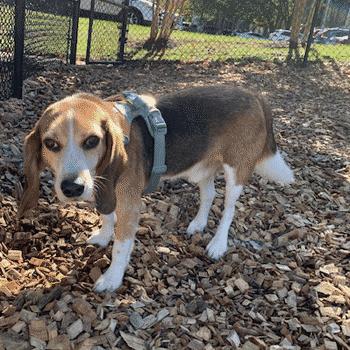 Frank, a Adoptable Beagle in West Decatur, PA image 4/6
