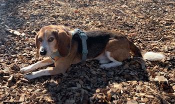 Frank, a Adoptable Beagle in West Decatur, PA image 3/6