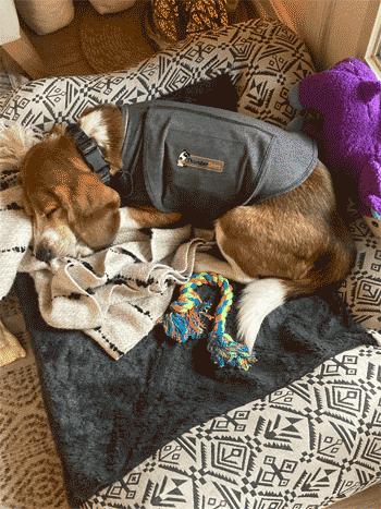 Frank, a Adoptable Beagle in West Decatur, PA image 2/6