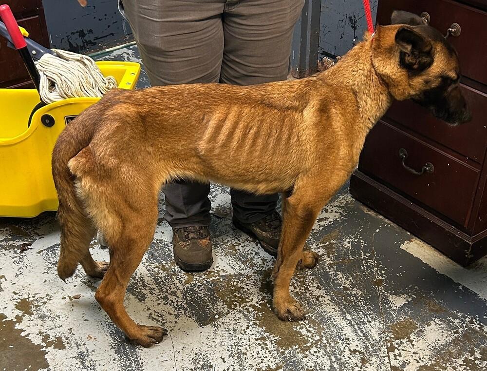 Maven #40, a Adoptable Belgian Shepherd / Malinois in New Lexington, OH image 2/2