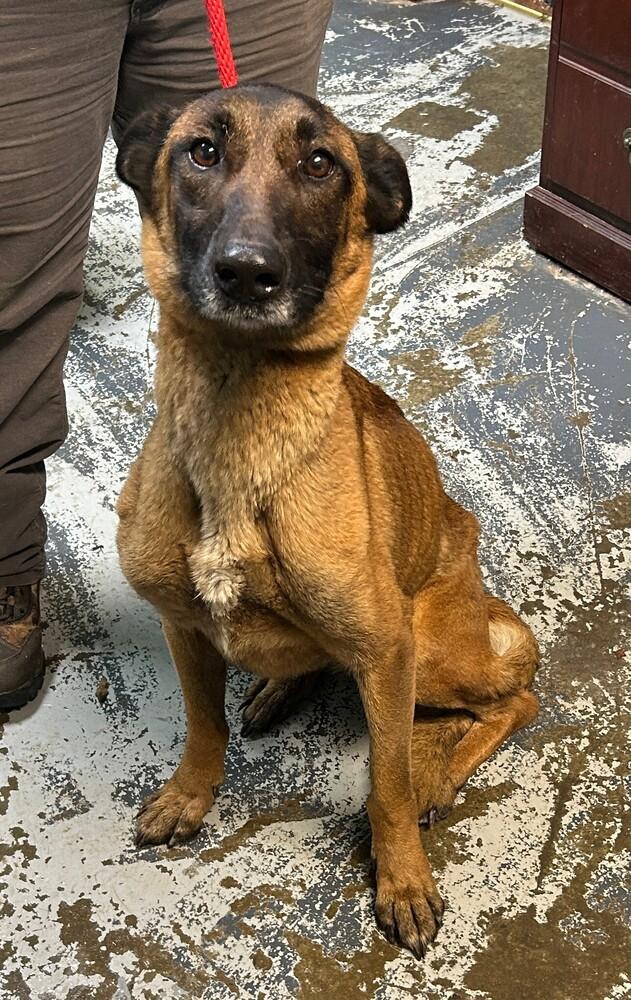 Maven #40, Adoptable, Adult Female Belgian Shepherd / Malinois.