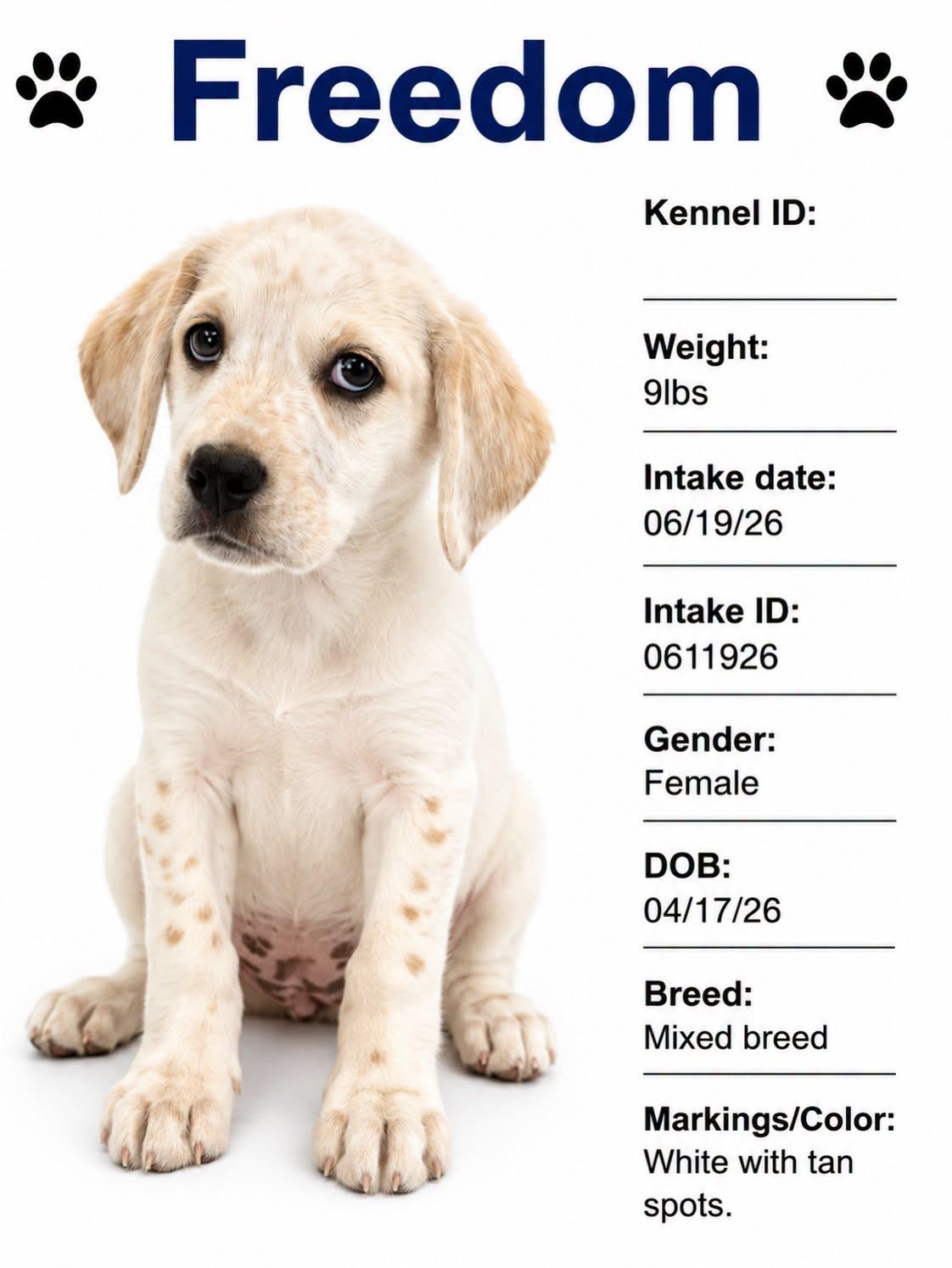 Freedom, Adoptable, Puppy Female Mixed Breed.