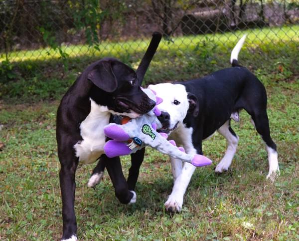 Leon, Adoptable, Young Male Mixed Breed.