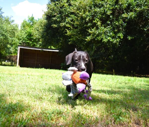 Enlarge Leon, a Adoptable mixed breed in Mobile, AL image 2/6