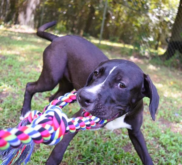 Leon, Adoptable, Young Male Mixed Breed.