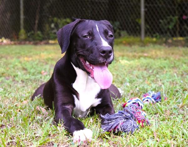 Enlarge Leon, a Adoptable mixed breed in Mobile, AL image 3/6