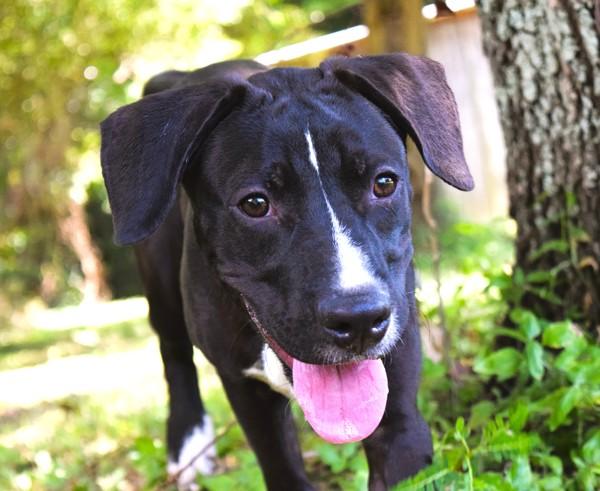 Enlarge Leon, a Adoptable mixed breed in Mobile, AL image 5/6