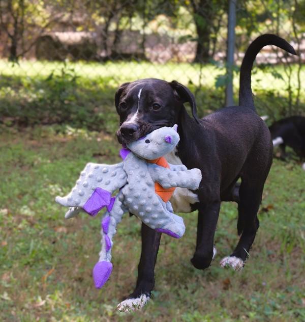 Enlarge Leon, a Adoptable mixed breed in Mobile, AL image 4/6