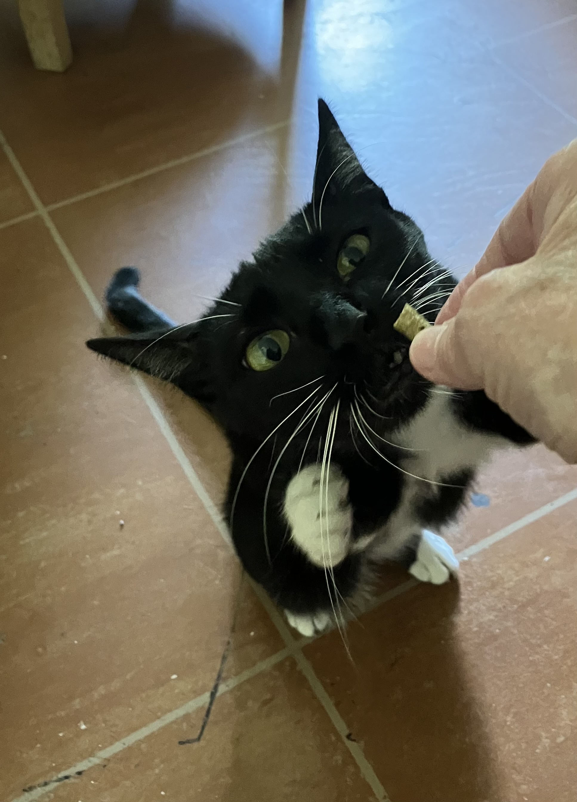 Luna, Adoptable, Young Female Tuxedo & Domestic Short Hair.