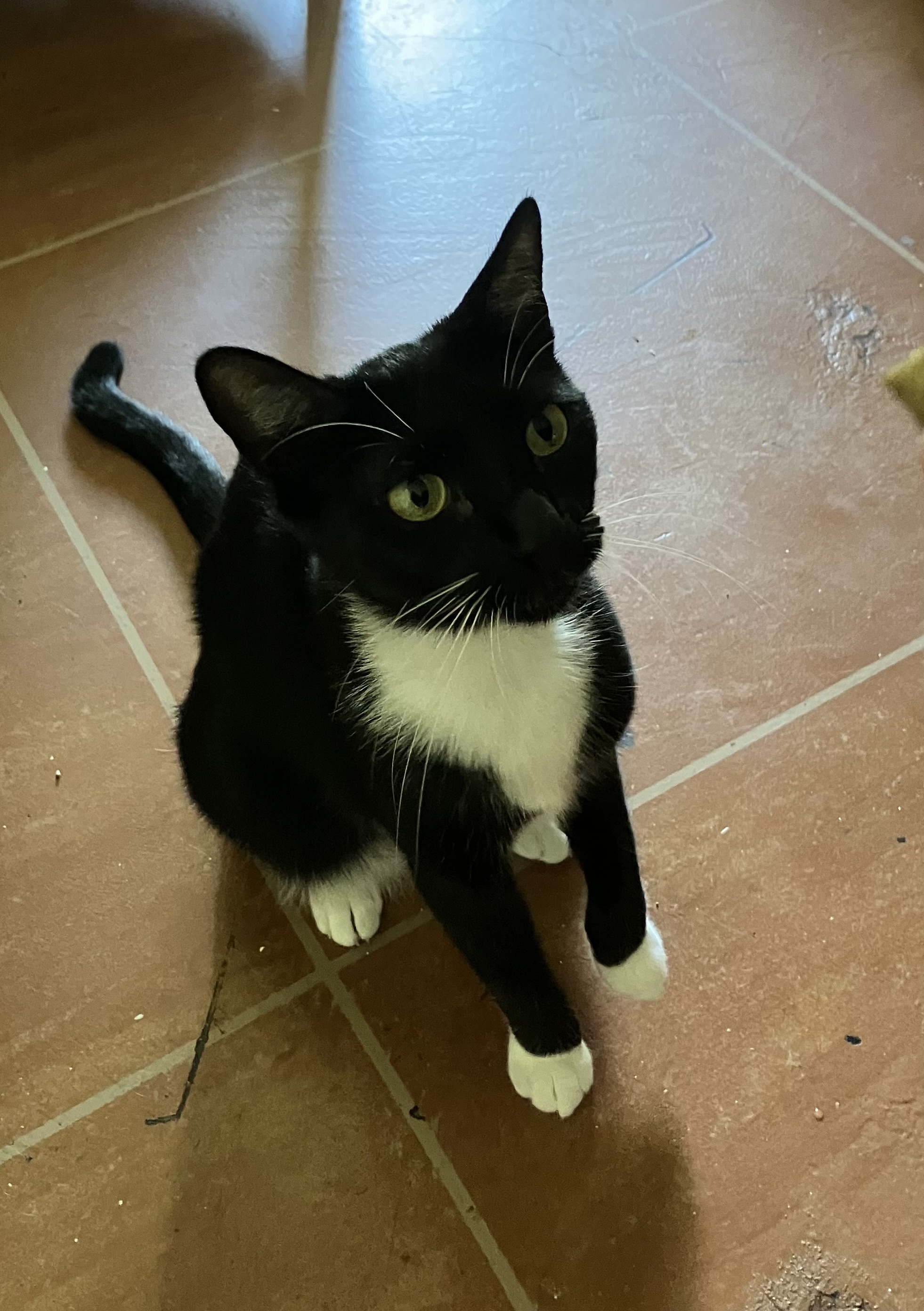 Luna, a Adoptable mixed breed in Parker, TX image 5/6