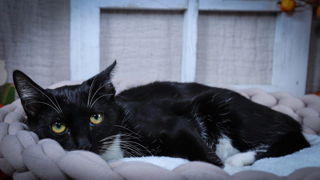 Luna, a Adoptable mixed breed in Parker, TX image 3/6