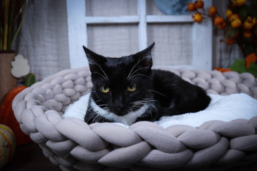 Luna, a Adoptable mixed breed in Parker, TX image 4/6