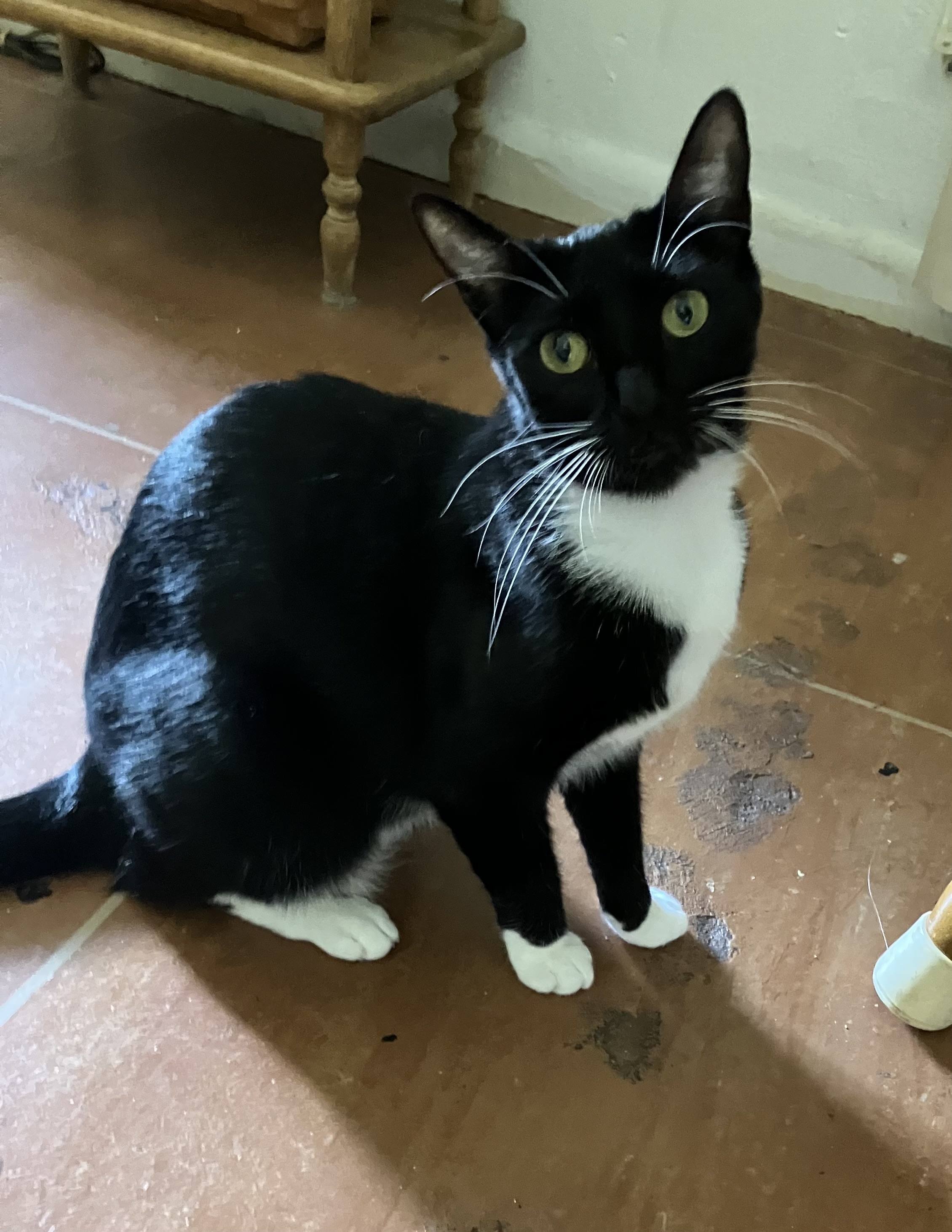 Luna, a Adoptable mixed breed in Parker, TX image 6/6