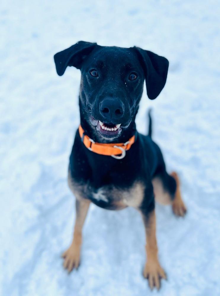 Odin (Bluey), Adoptable, Young Male German Shepherd Dog.