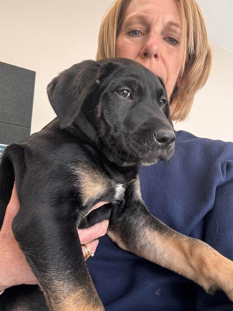 Bluey (Odin), Adoptable, Puppy Male German Shepherd Dog.