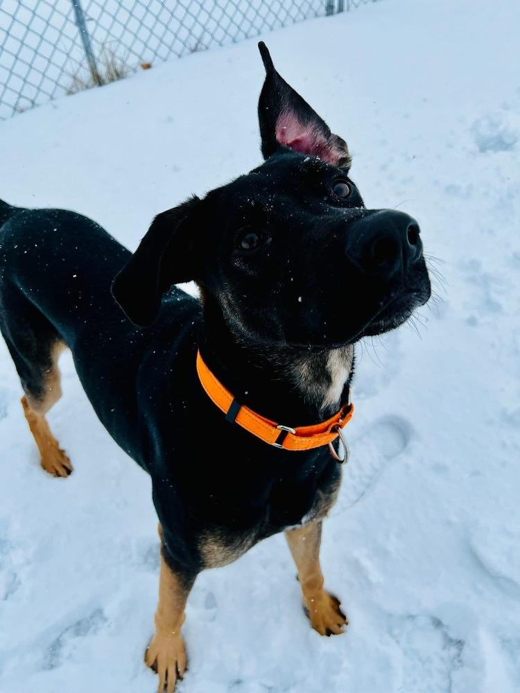Enlarge Odin (Bluey), a Adoptable mixed breed in Suamico, WI image 2/6