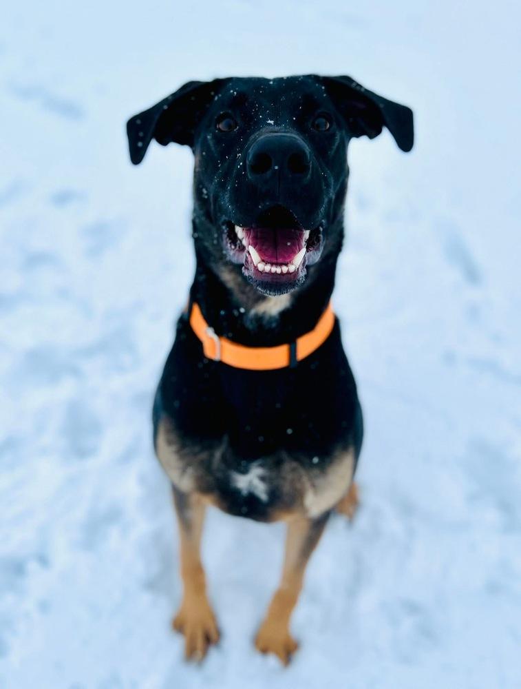 Enlarge Odin (Bluey), a Adoptable mixed breed in Suamico, WI image 3/6