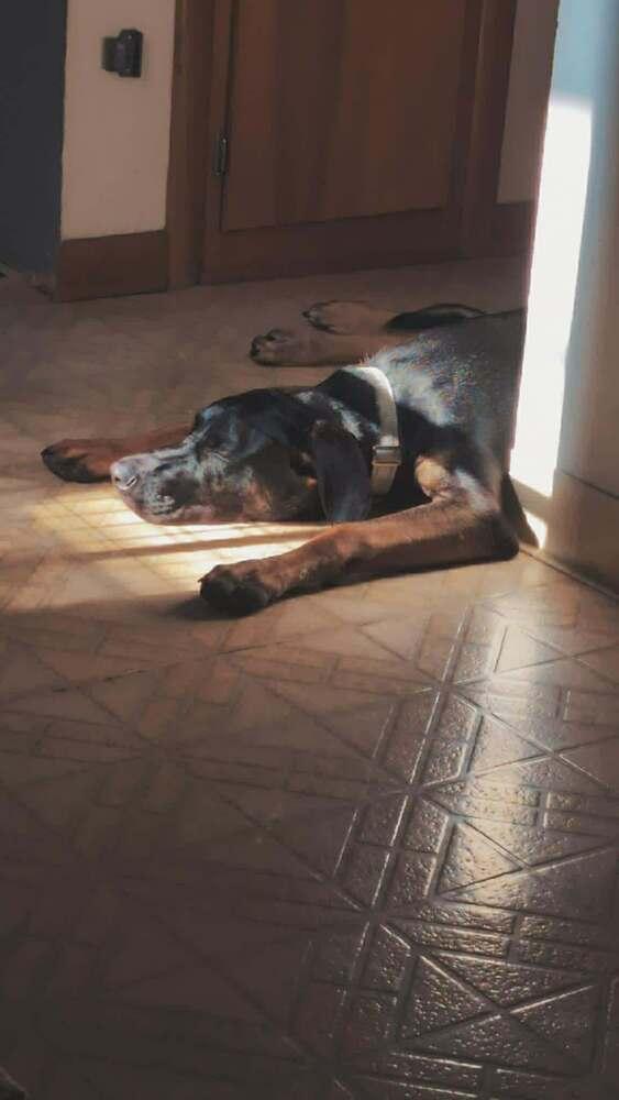 Enlarge Odin (Bluey), a Adoptable mixed breed in Suamico, WI image 5/6