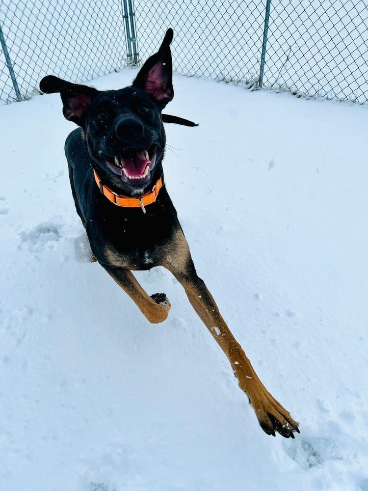 Enlarge Odin (Bluey), a Adoptable mixed breed in Suamico, WI image 6/6