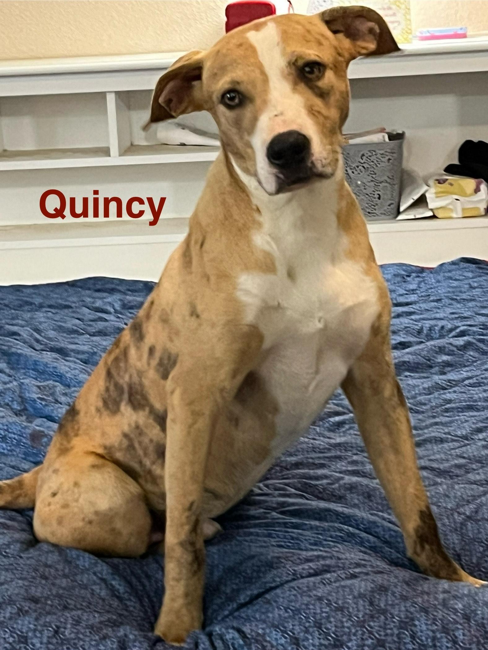 Enlarge quincy, a Adoptable mixed breed in Joliet, IL image 5/5