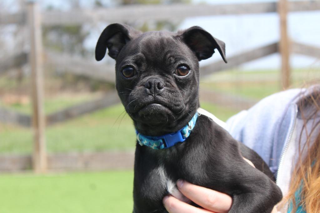 Enlarge Shrew, an adopted mixed breed in Chestertown, MD image 2/4