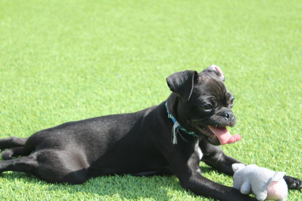 Enlarge Shrew, an adopted mixed breed in Chestertown, MD image 3/4