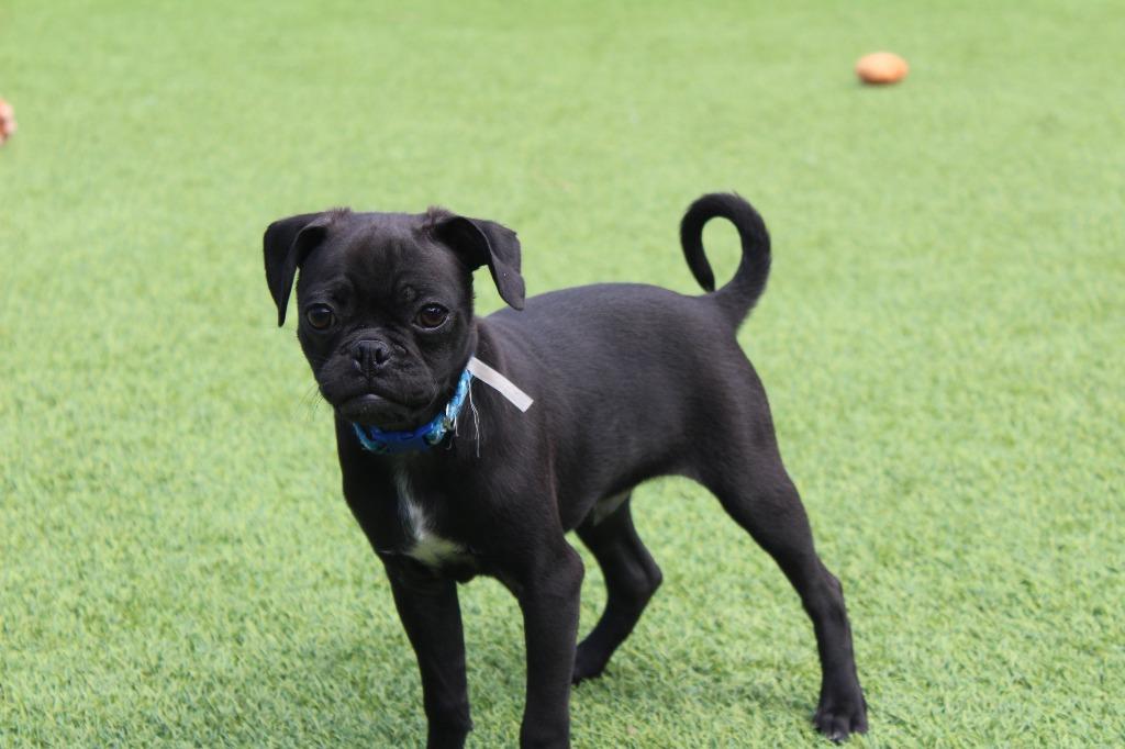 Shrew, adopted, Puppy Male Pug & Chihuahua.
