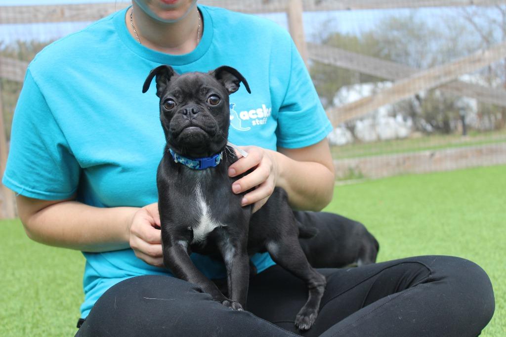 Enlarge Shrew, an adopted mixed breed in Chestertown, MD image 4/4