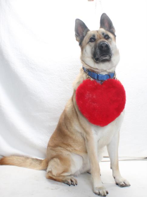 LISBETH, Adoptable, Adult Female German Shepherd Dog & Mixed Breed.