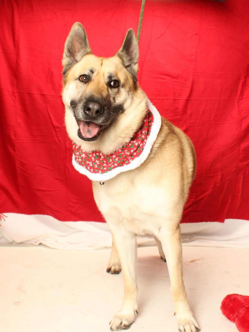 LISBETH, Adoptable, Adult Female German Shepherd Dog & Mixed Breed.