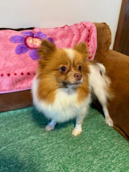 Copper Girl, a Adoptable Pomeranian in Lake View, NY image 1/2