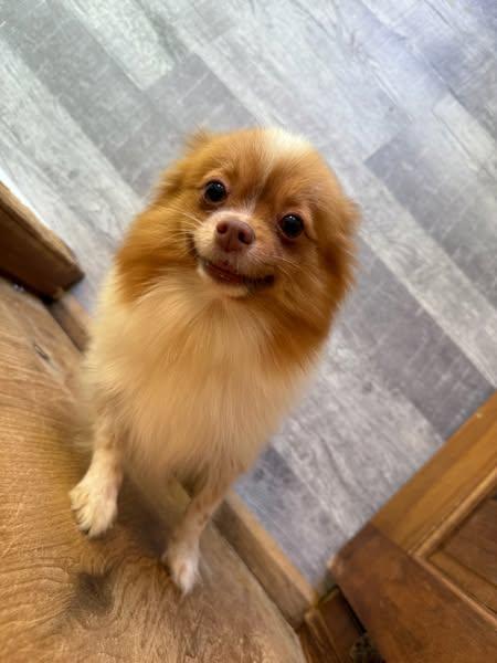 Copper Girl, a Adoptable Pomeranian in Lake View, NY image 2/2