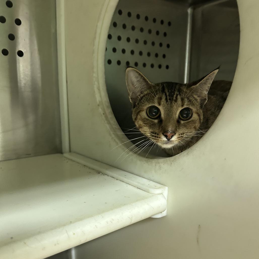 Enlarge Kreme, a Adoptable Domestic Short Hair in Starkville, MS image 1/1
